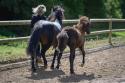 Fohlenreise am 13.09.2026