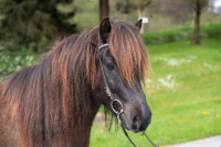  Verkaufspferd Stígandi