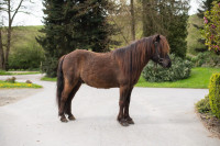 Verkaufspferd Stígandi